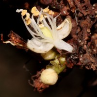 Cynometra cauliflora L.